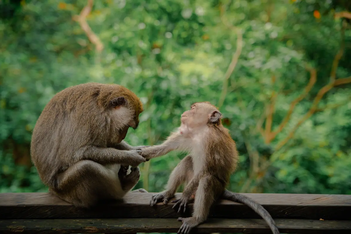 Monkey at Monkey Forest Ubud
