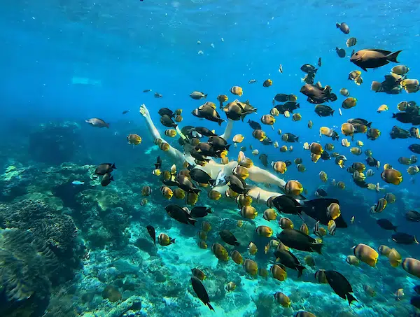 Tropical clear fish swimming in crystal blue water at Nusa Penida – Aventuria Bali Snorkeling Tour