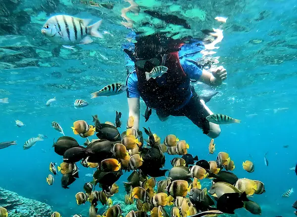 Clear tropical fish swimming above colorful coral reef at Nusa Penida – Aventuria Bali Snorkeling Tour