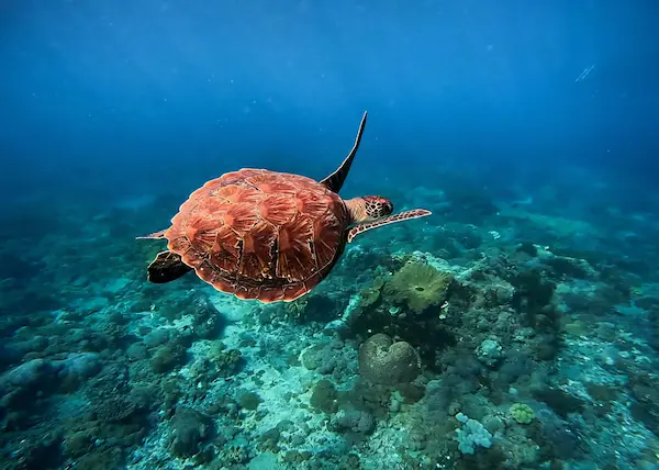 Sea turtle swimming gracefully in Nusa Penida crystal-clear waters – Aventuria Bali Snorkeling Tour